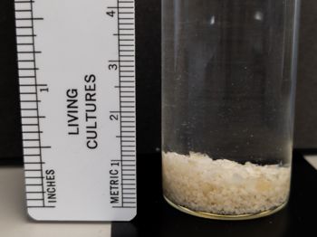 Media type: image;   Invertebrate Zoology OPH-917 Aspect: specimen
